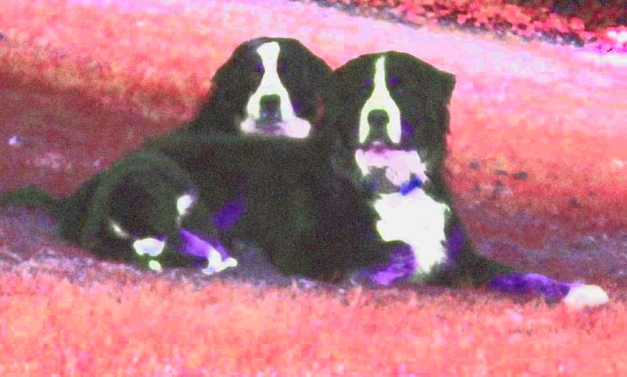 tigerbrisa bernese